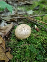 Scleroderma michiganense