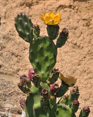 Opuntia elata