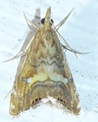 Glaucocharis chrysochyta