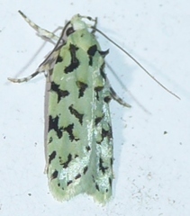 Izatha peroneanella