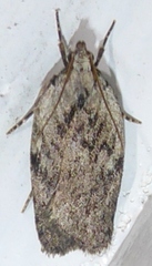 Phaeosaces compsotypa