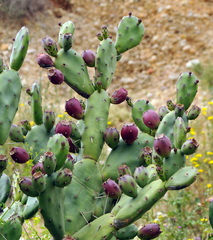 Opuntia elata