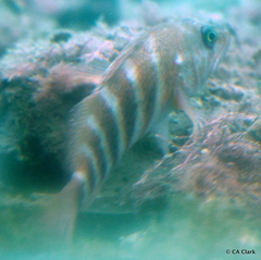 Hypoplectrodes huntii