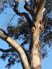 Eucalyptus tereticornis