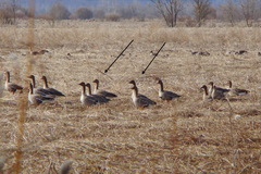 Anser serrirostris rossicus