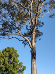 Eucalyptus tereticornis