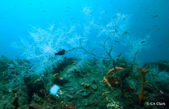 Antipathella fiordensis