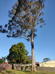 Eucalyptus tereticornis