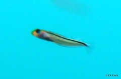 Forsterygion maryannae