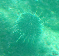 Evechinus chloroticus