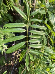 Austrosteenisia glabristyla