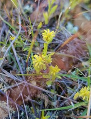 Triptilodiscus pygmaeus