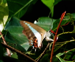 Graphium anthedon