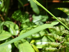 Odontomyia hunteri