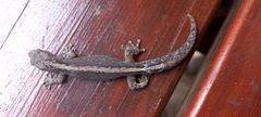 Afrogecko porphyreus