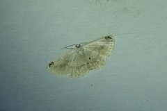 Lomographa sectinota