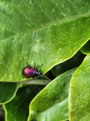 Freudeita cupripennis