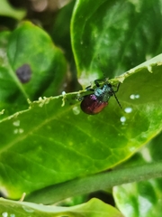 Freudeita cupripennis