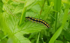 Callimorpha dominula