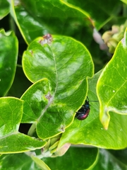 Freudeita cupripennis