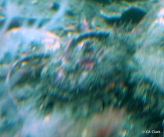 Astraea heliotropium
