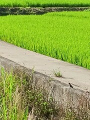 Dicrurus macrocercus