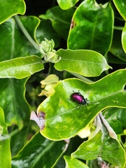 Freudeita cupripennis