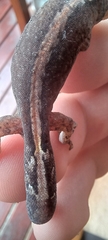 Afrogecko porphyreus