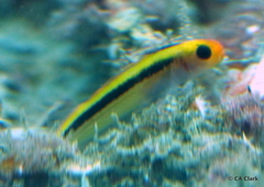 Forsterygion maryannae