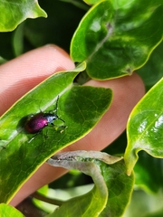 Freudeita cupripennis