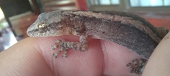 Afrogecko porphyreus
