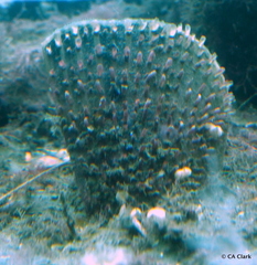 Atrina zelandica