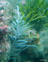 Antipathella fiordensis