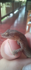 Afrogecko porphyreus
