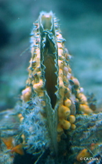 Atrina zelandica