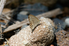 Hypocysta pseudirius