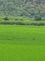 Acridotheres javanicus