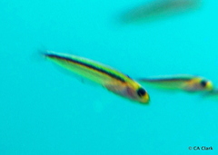 Forsterygion maryannae