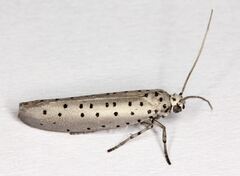 Yponomeuta fumigatus