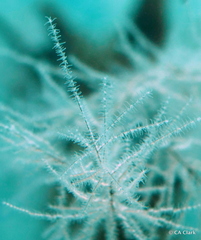 Antipathella fiordensis