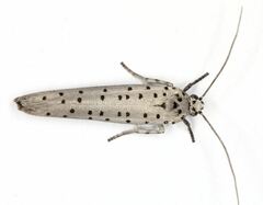 Yponomeuta fumigatus