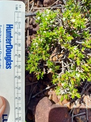 Styphelia appressa