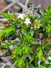 Styphelia appressa