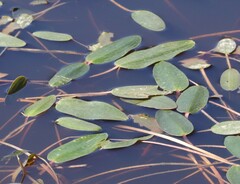 Ottelia ovalifolia