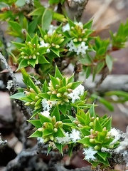 Styphelia appressa