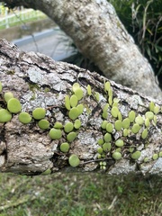 Pyrrosia