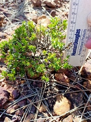 Styphelia appressa