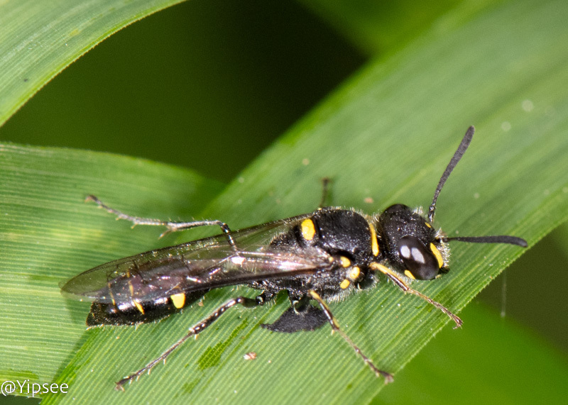 Philanthus nepalensis