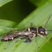 Philanthus nepalensis - Photo (c) yipsee, some rights reserved (CC BY-NC), uploaded by yipsee