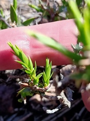Styphelia appressa